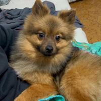 Cuccioli di Spitz nano