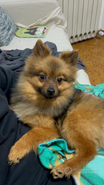 Cuccioli di Spitz nano