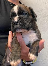 Boxer