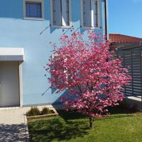 Casa a pochi km da Este