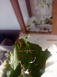 Insetti stecco cuccioli