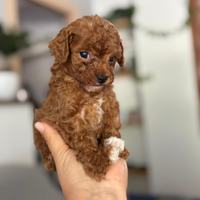 Cuccioli di barboncino mini Toy è Toy