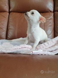 Cuccioli di chihuahua