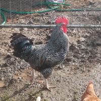 Gallo amrock