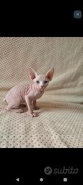 gatto