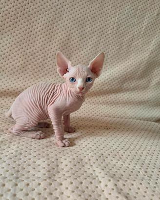gatto