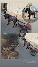 Pony maschio