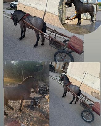Pony maschio
