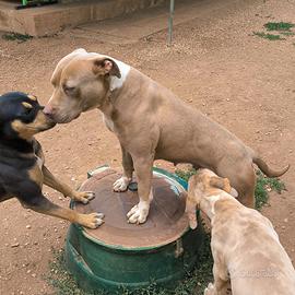 Femmina di APBT Silver