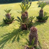 Piante Cycas