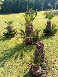Piante Cycas