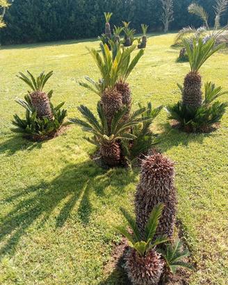 Piante Cycas