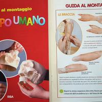 Corpo umano didattico