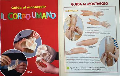 Corpo umano didattico