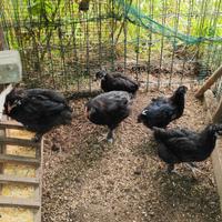 Pulcinotti pulcini 3 mesi marans e altri incroci