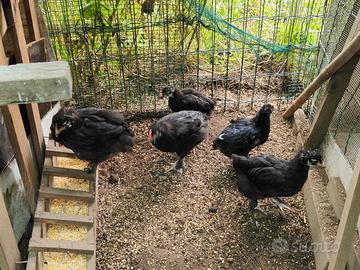 Pulcinotti pulcini 3 mesi marans e altri incroci