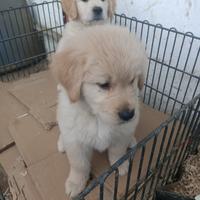 Golden retriver americano