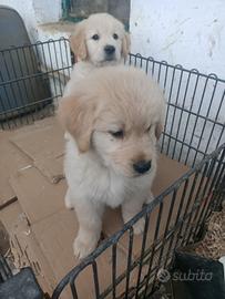 Golden retriver americano