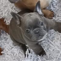 Bulldog Francese