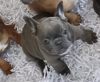 Bulldog Francese
