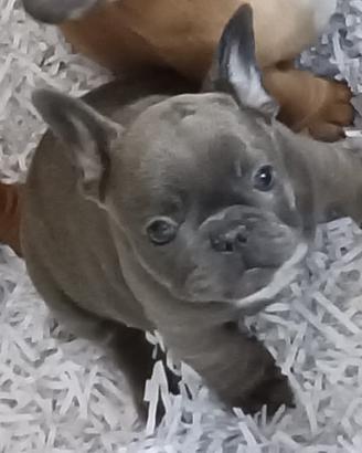 Bulldog Francese