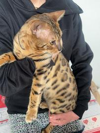 Gatto per riproduzione