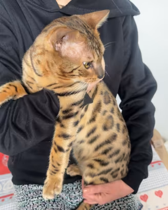 Gatto per riproduzione