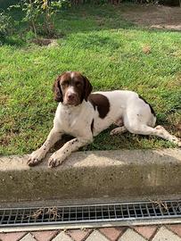 Cane di razza Springer