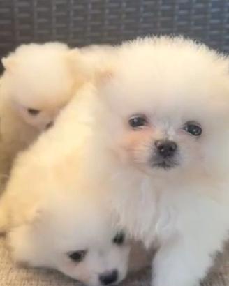 Volpino Pomerania
