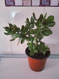 pianta albero di giada