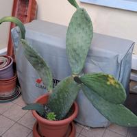 pianta cactus
