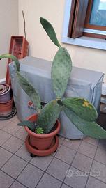 pianta cactus