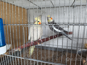 Coppia calopsite xxl