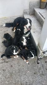 Vendita cuccioli bovari del bernese