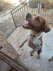 Splendido cucciolo di Epagneul Breton - 6 mesi