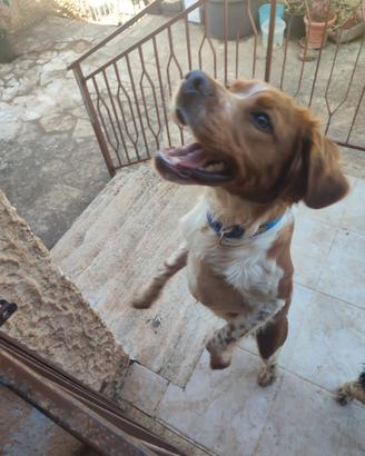 Splendido cucciolo di Epagneul Breton - 6 mesi