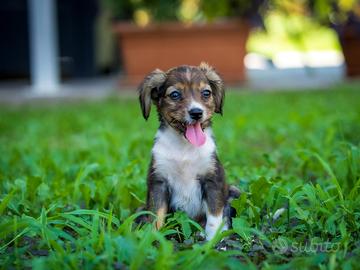 Cucciola Chihuahua volpino