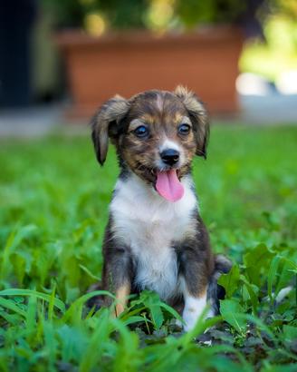 Cucciola Chihuahua volpino