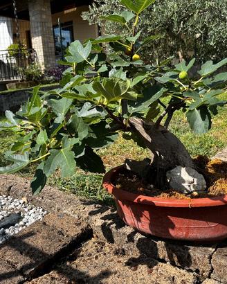 bonsai ficus carica