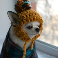 Cappello per chihuahua
