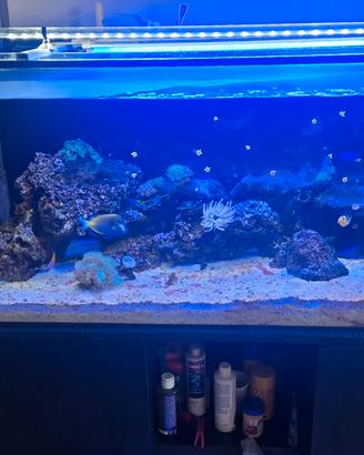 acquario marino