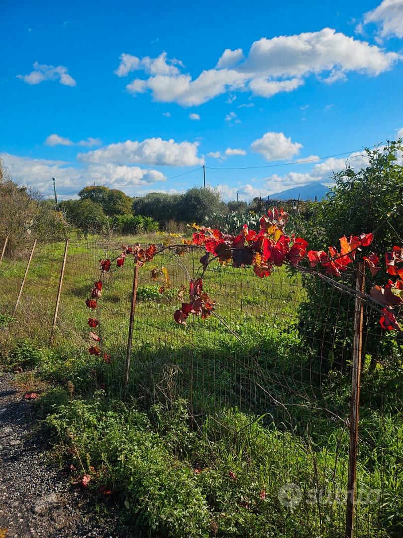 Terreno agricolo - Vista 4