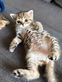 Scottish fold e straight