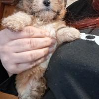 Cuccioli shitzu cihuhua