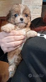 Cuccioli shitzu cihuhua