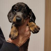 Cuccioli bassotto con Pedigree Enci