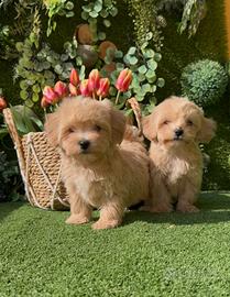 Maltipoo