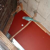 Parrocchetto dal collare