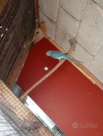 Parrocchetto dal collare