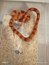 Lampropeltis mexicana leonis